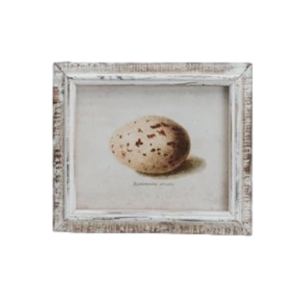 Speckled Eggs Framed Artwork