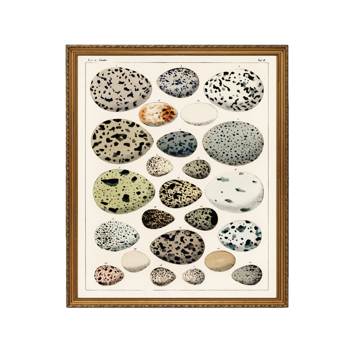Tachetés Art Print
