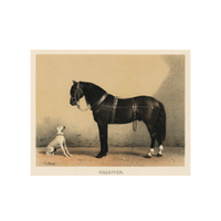 Orloffer Horse - Unframed Art Print